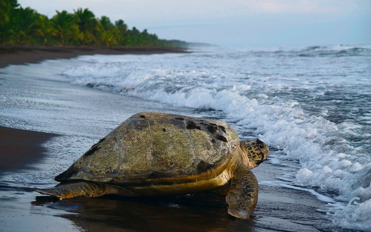 Der Tortuguero-Nationalpark ist bekannt für die zahlreichen nistenden Meeresschildkröten.