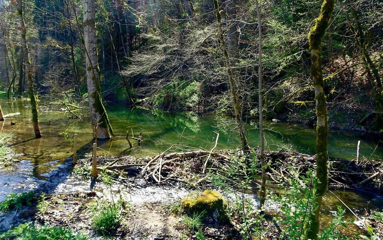 Biber helfen bei der Bildung von Auenwäldern, indem sie mit ihren Dämmen das Wasser stauen.