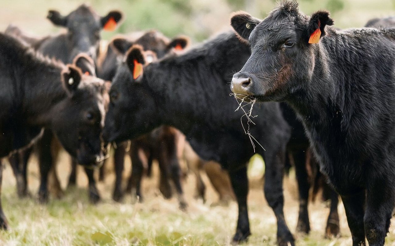 Die robusten Rinder verbringen viel Zeit auf der Weide.