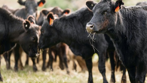 Die robusten Rinder verbringen viel Zeit auf der Weide.