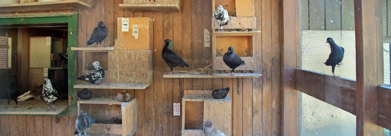 Auf den ersten Blick eine ziemliche Unordnung: Einige Taubenrassen lieben gerade diese vielfältigen Nistmöglichkeiten.