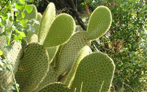 Mitten in den Ruinen des Tourbillon entfaltet sich Opuntia scheeri. 