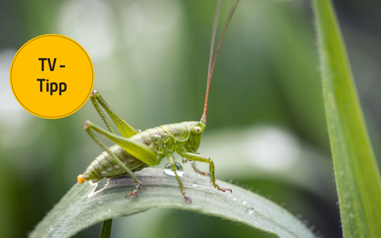 Insekten spielen eine wichtige Rolle für ein gesundes Ökosystem. 