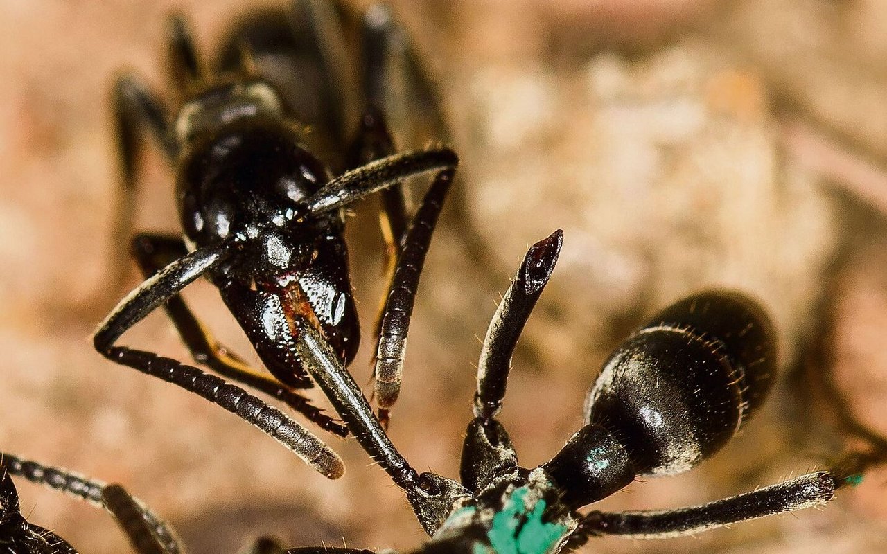 Ameisen verarzten sich gegenseitig.