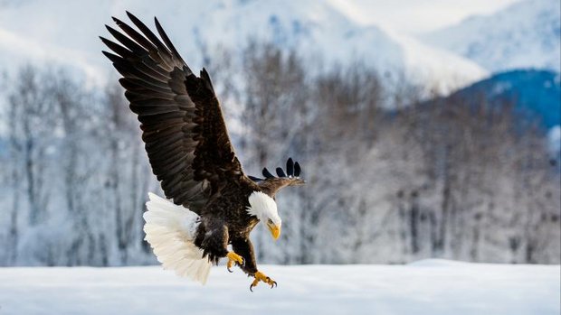 Weisskopfseeadler setzt zur Landung an