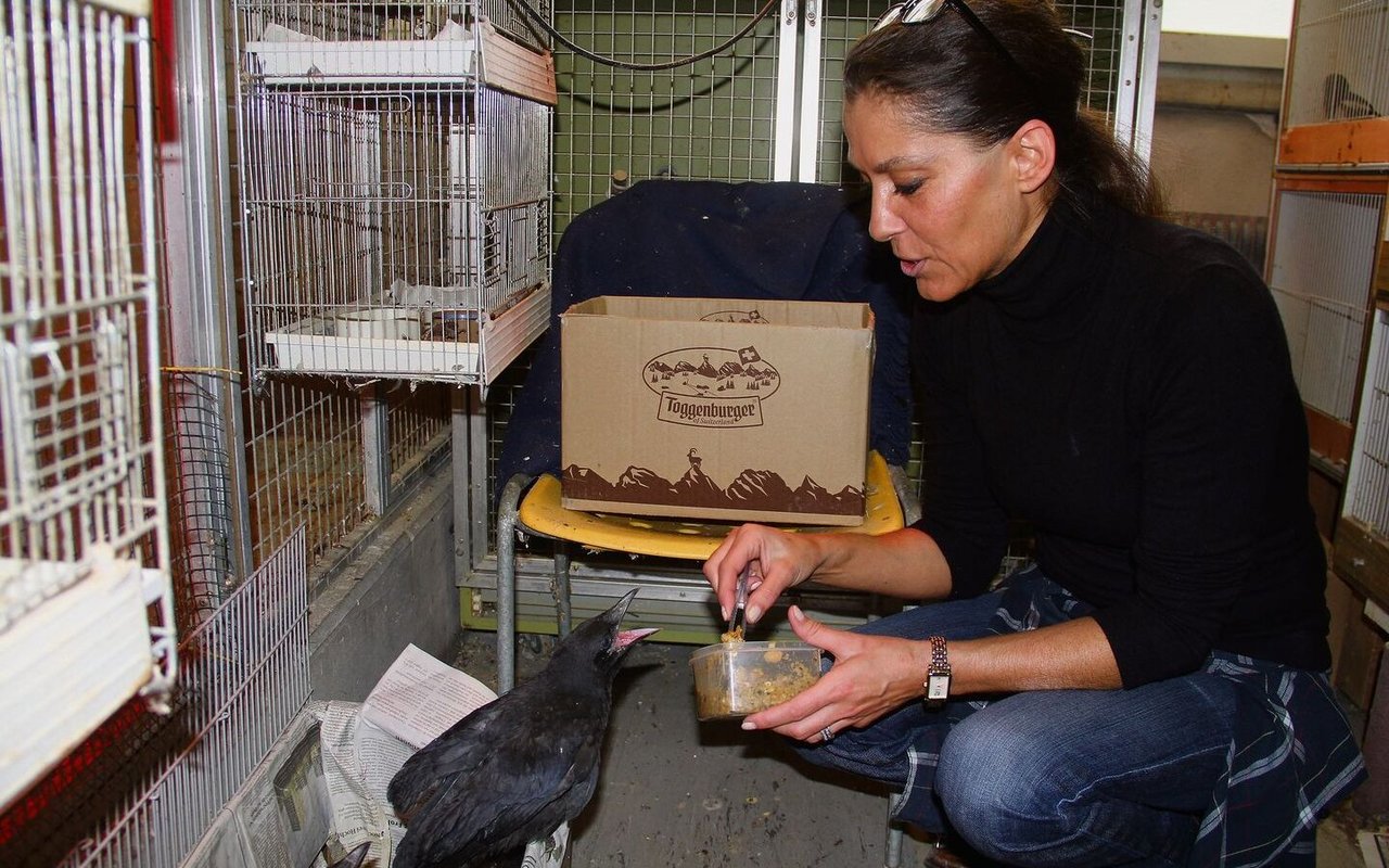 Elisabeth Schlumpf leitet die Voliere am Mythenquai in Zürich. Hier füttert sie gerade junge Rabenkrähen. 