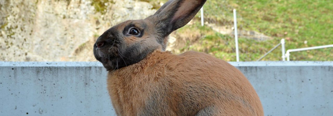 Das Zuchtziel für Thüringerkaninchen lautet: Typ einer mittelgrossen Rasse mit guter Haltung, kräftigem und schön geformtem Körperbau.