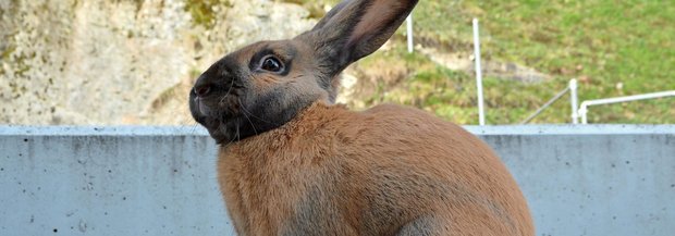 Thüringerkaninchen