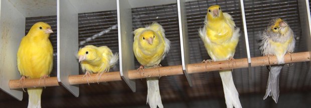 Kanarienvögel in Abteilen