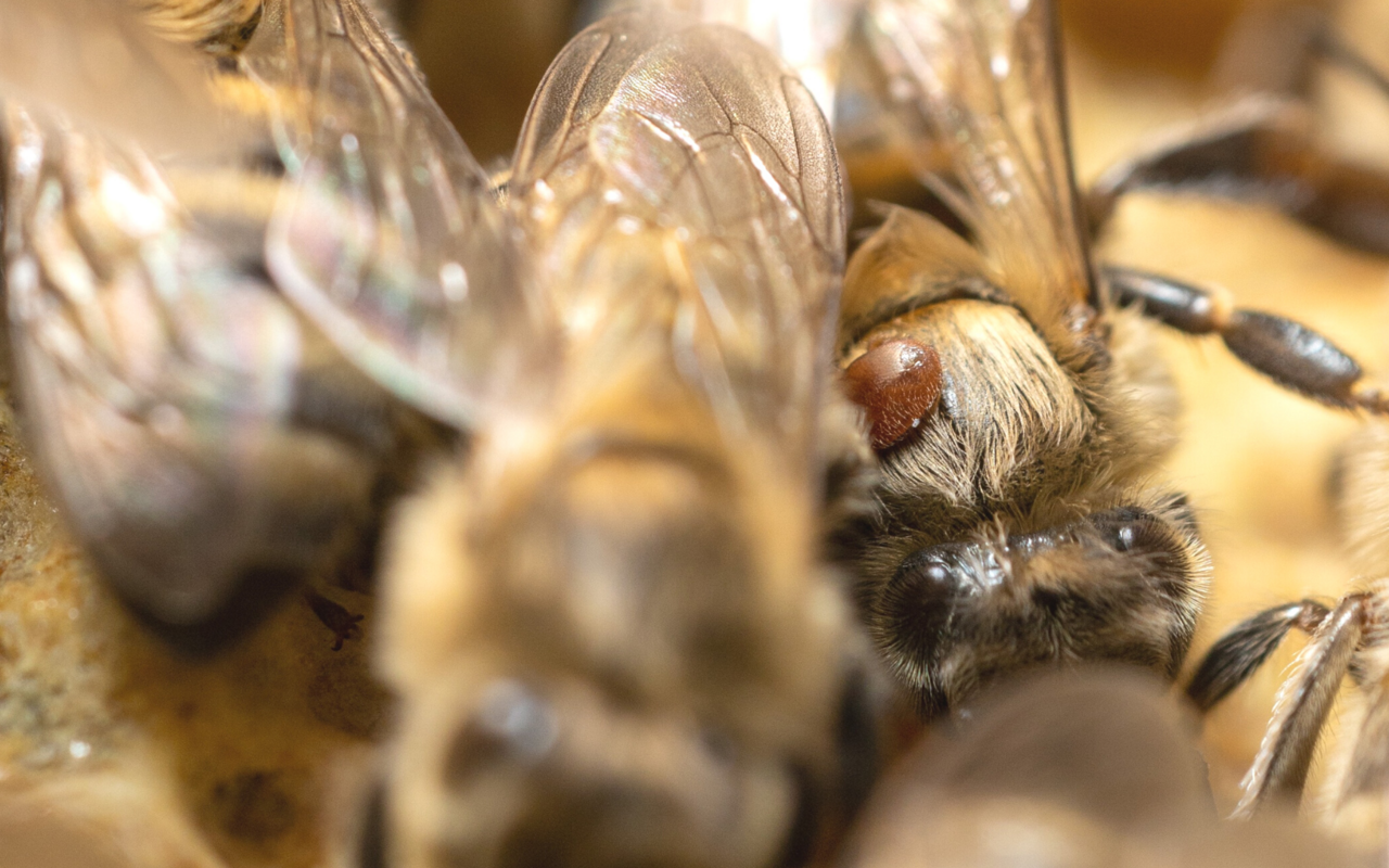 Die Varroa-Milbe setzt Honigbienen unter Druck. 