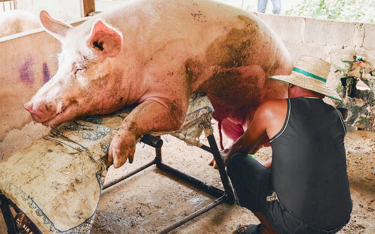 Die Verwendung von Pheromonen wird auch in der Schweinemast genutzt, um die Säue für die industrielle Besamung vorzubereiten.