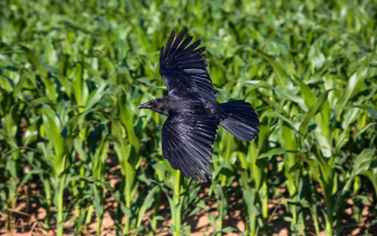 Wenn der Mais keimt und Wurzeln gebildet hat, ist die Gefahr für einen Krähenfrass am grössten, sagt Landwirt Jakob Lütolf.