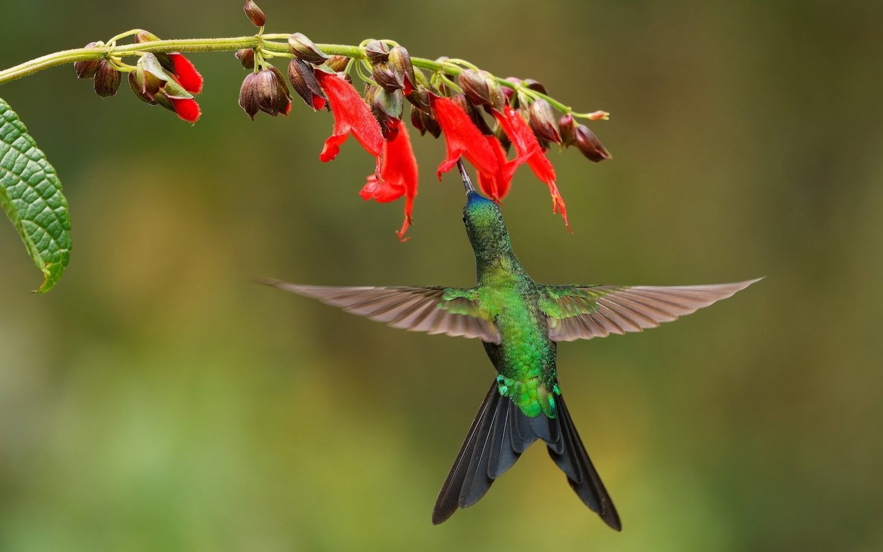 Der Blütennektar ermöglicht den Schwebeflug der Kolibris. 