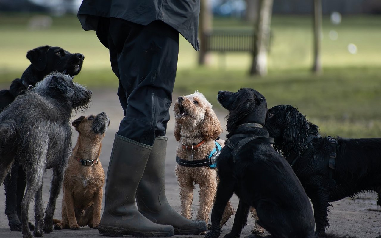 Harmonie ist in einem Mehrhundehaushalt kein Zufall, sondern das Ergebnis eines guten Managements.