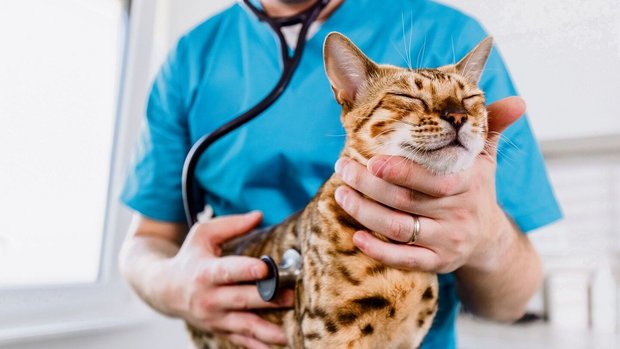 tierarzt katze