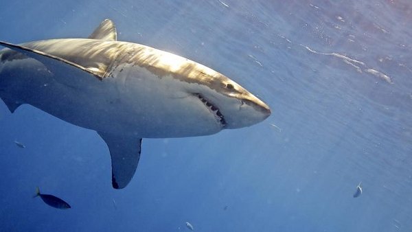 Kampf an der Spitze der Nahrungskette - tierwelt.ch | TierWelt