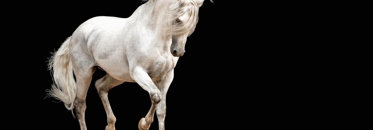 Das diagonale Anheben der Beine erfordert vom Pferd viel Balance und Koordination.