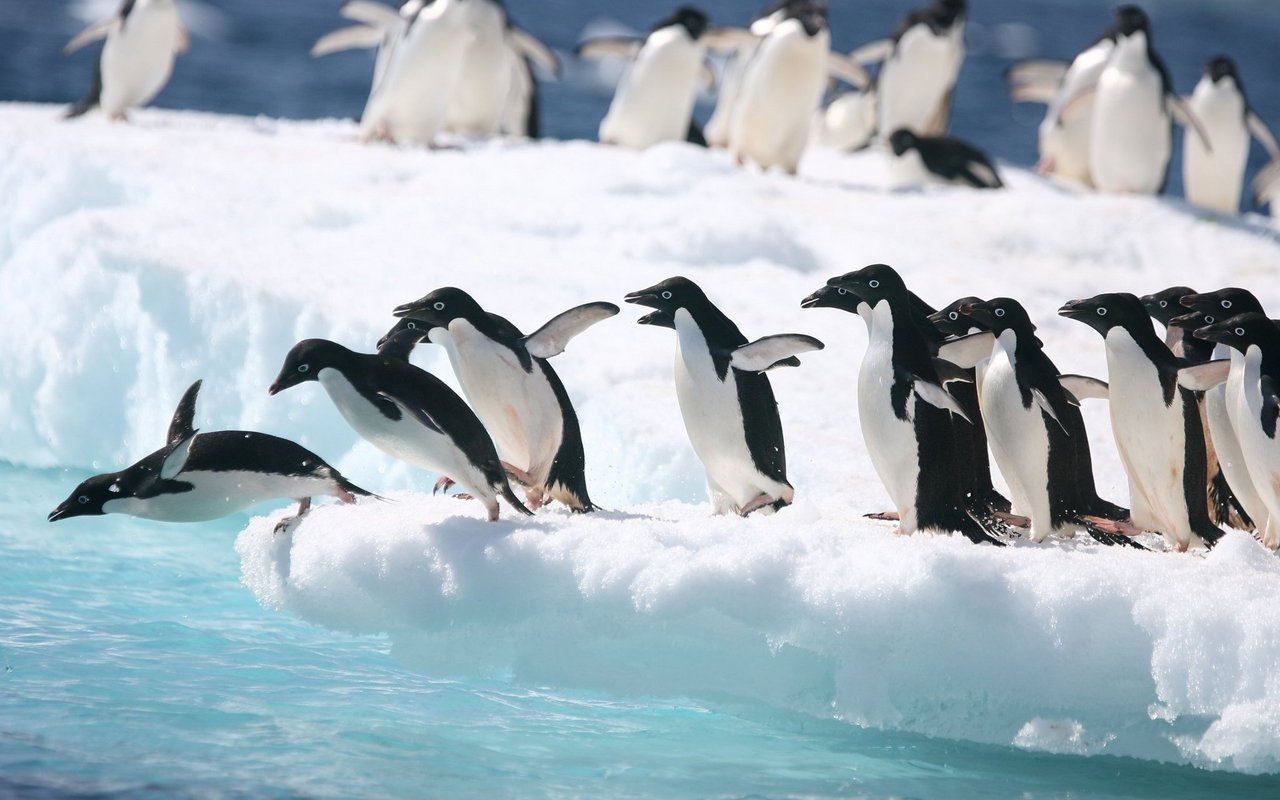 Ab ins Wasser: Pinguine verbringen viel Zeit mit Schwimmen. 
