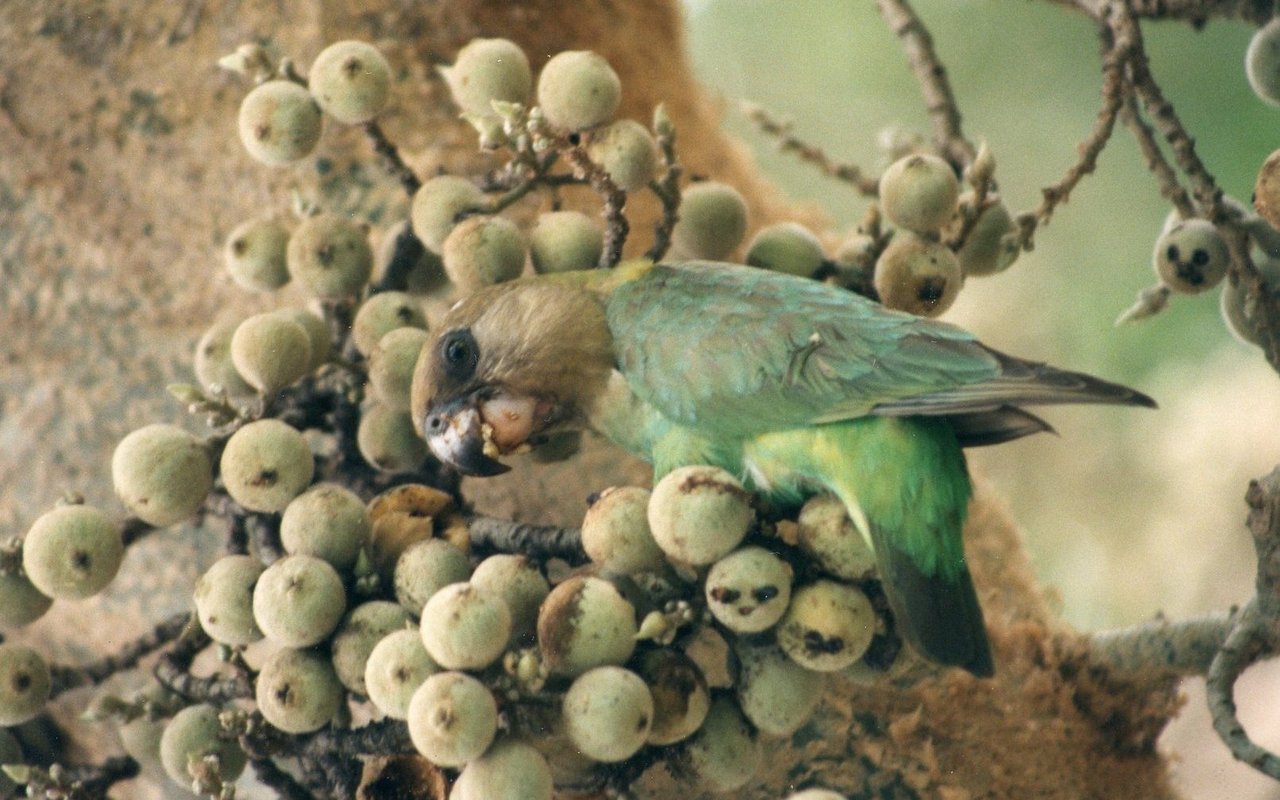 Braunkopfpapagei in einer Sykomoren in Skukuza, Krüger-Nationalpark, Südafrika. 