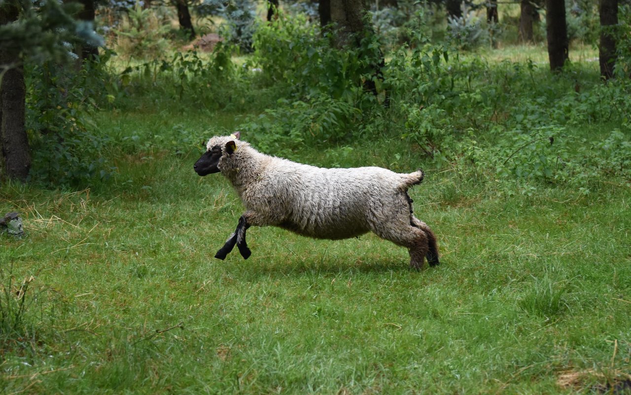 Shropshire leben fast ausschliesslich draussen und sind schüchterner als andere Schafe.