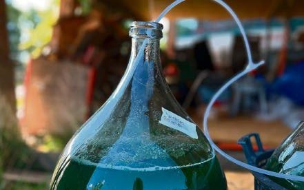 Mikroalgen sind eine nachhaltige, lokale und gesunde Proteinquelle.