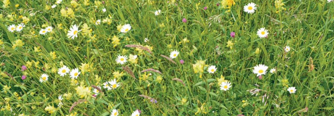 Auf dieser Magerwiese wachsen viele verschiedene Pflanzen, welche Kaninchen gerne fressen. Die vielen Margeriten zeigen an, dass hier nicht gedüngt wird. Somit wäre diese Wiese ein idealer Auslauf für Kaninchen.