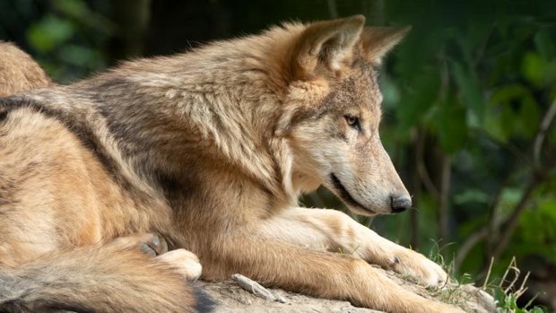 Wolf auf Stein