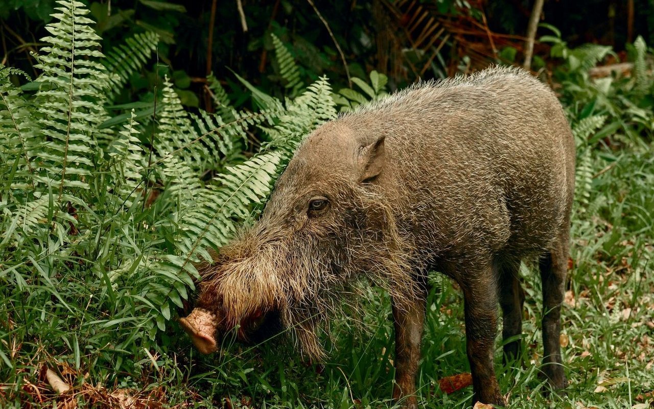 Bartschwein.