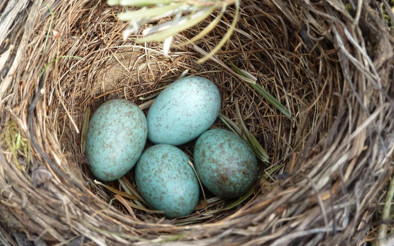 Vögel haben teilweise nicht nur Mama und Papa, sondern auch Götti und Gotti.