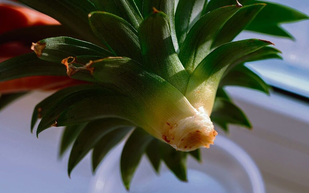 Mit der Regrowing-Methode eine Ananas nachwachsen zu lassen, erfordert Geschick und Geduld.