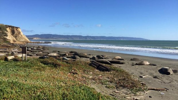 seeelefanten-drakes-beach-shutdown.jpg