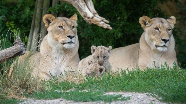 Junge Löwen mit ihren Müttern im Zoo Basel