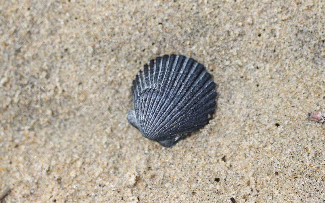 Muscheln und Sand sind ein beliebtes Urlaubssouvenir.