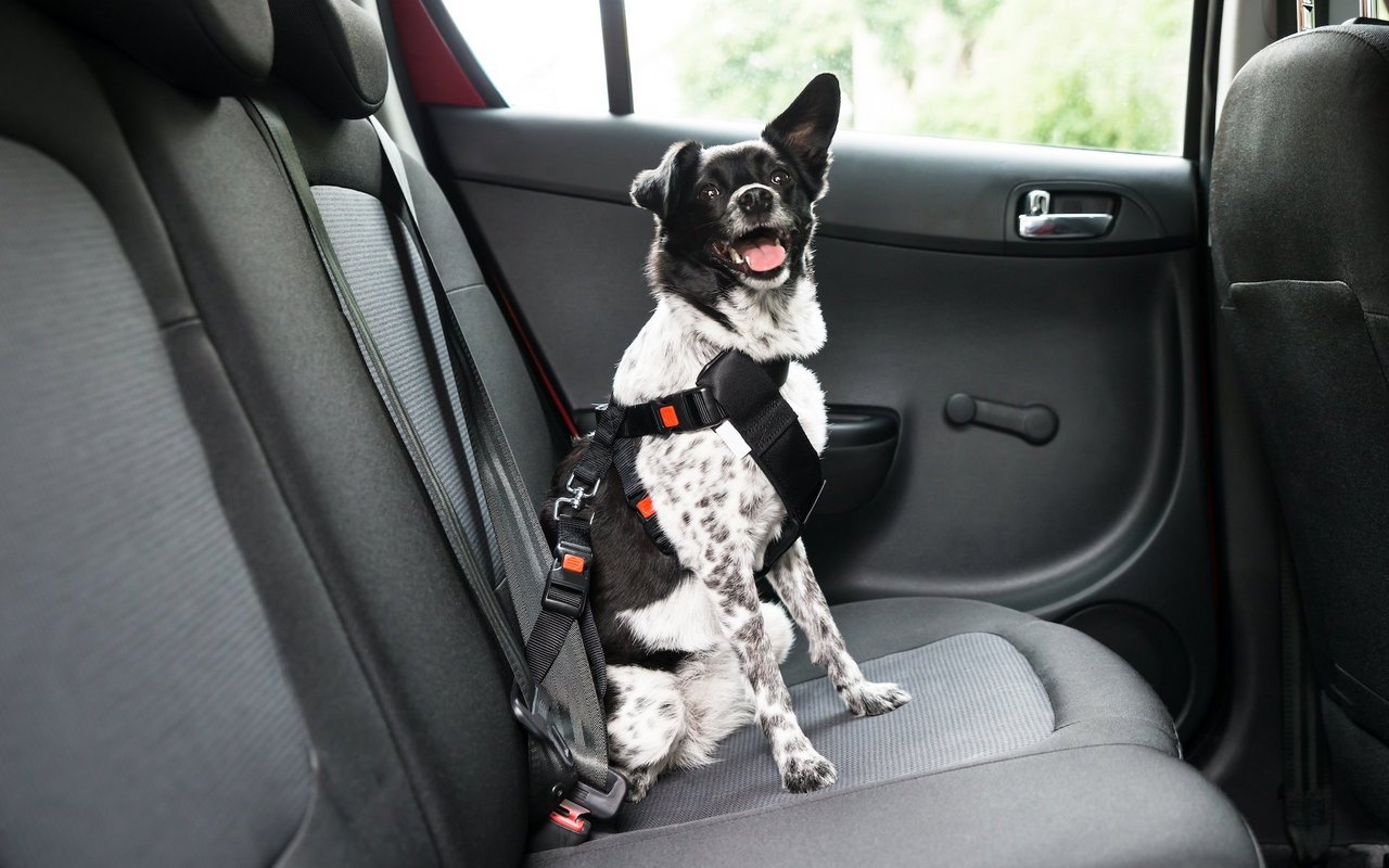 Kleinere Hunde können richtig gesichert auch auf dem Rücksitz neben Frauchen oder Herrchen sitzen.
