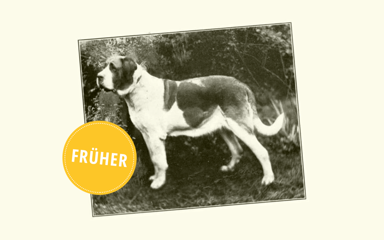 Der «heilige» Bernhardiner sei eines der schönsten und nobelsten Mitglieder der Hundefamlie, meinte «Dogs of all Nations» 1915. Damals noch als Lawinenhund tätig, war der Bernhardiner sehr viel kleiner und leichter als heute.