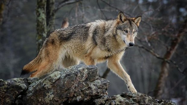 Wolf läuft über Fels