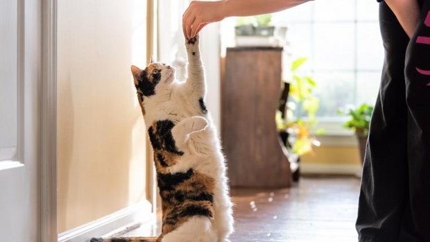 Frau bringt Katze Tricks bei