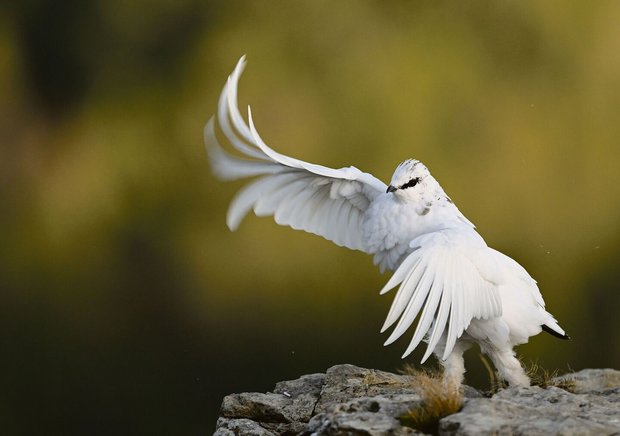 Die eleganten Alpenschneehühner haben es Sandra Blättler besonders angetan.
