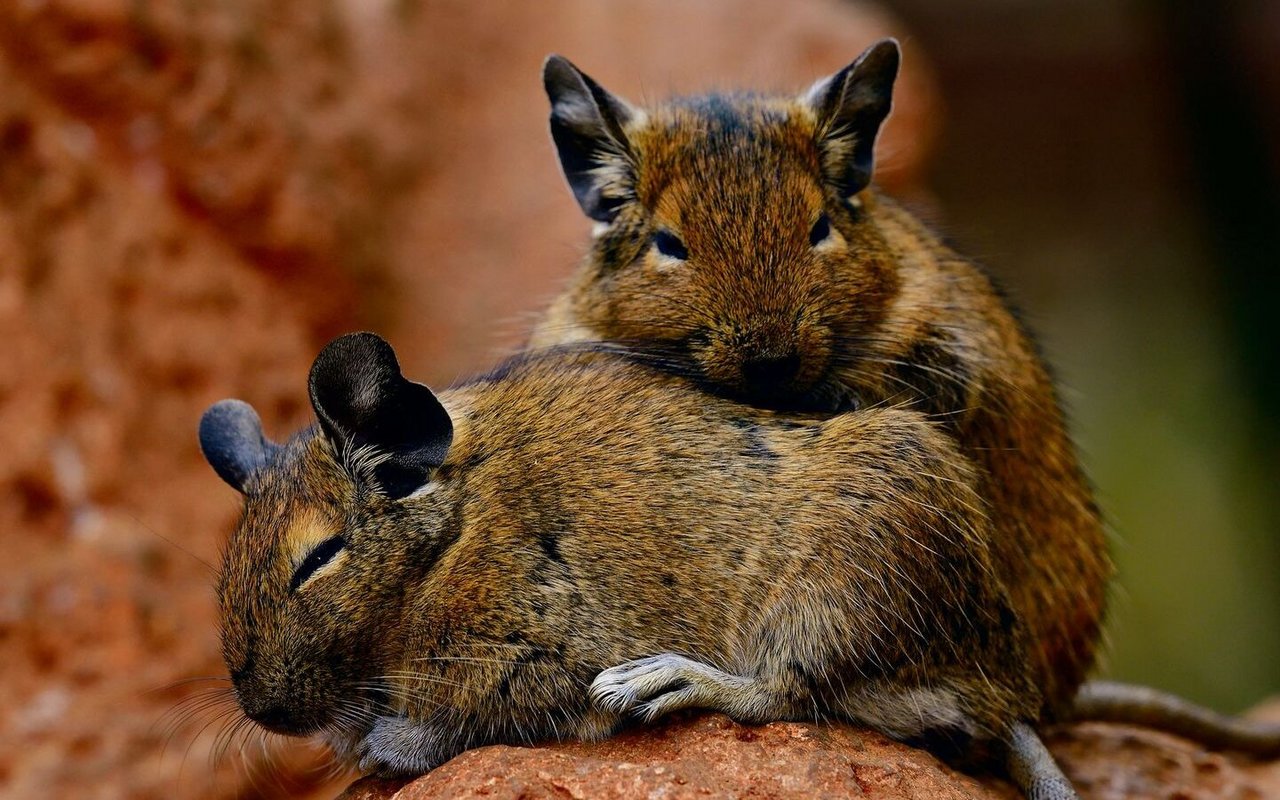 Degus brauchen die Nähe zu ihren Artgenossen. Sie lieben es, ganz eng beieinander zu liegen.