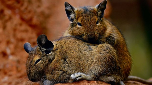 Degus brauchen die Nähe zu ihren Artgenossen. Sie lieben es, ganz eng beieinander zu liegen.