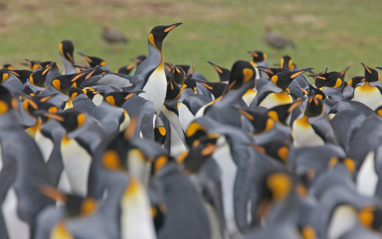 Dank individuellen Lauten finden Pinguin-Paare wieder zueinander. 