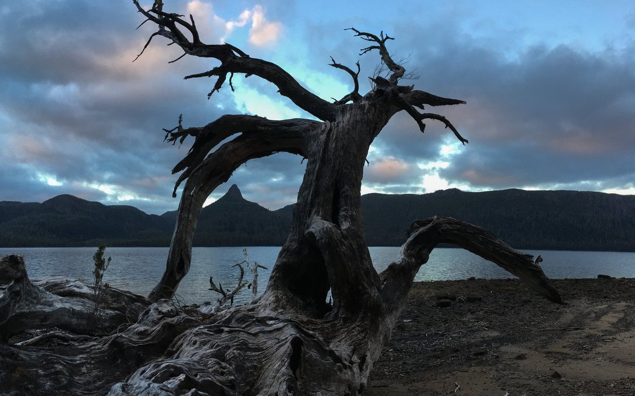 Das Ende des Overland Track liegt am Lake St. Clair, dem tiefsten See Australiens. 
