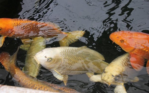Fische im Gartenteich tierwelt.ch TierWelt
