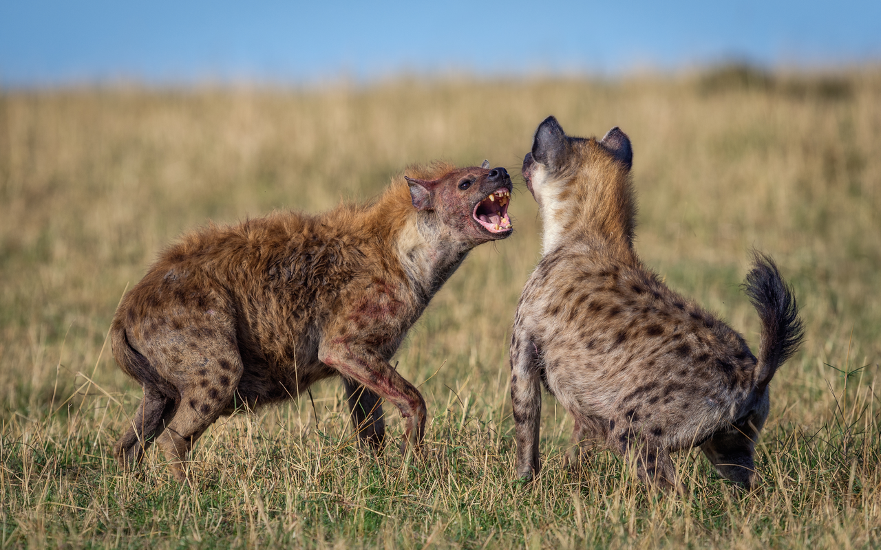 Bei Hyänen sind Signale der Unterwürfigkeit wichtiger als Aggression. 