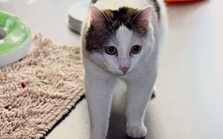 Die Katzen im Tierzentrum Bern bewohnen abwechslungsreich eingerichtete Abteile. 