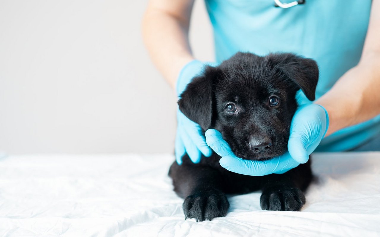 In vielen Schweizer Tierkliniken erhalten Haustiere rund um die Uhr professionelle Hilfe. 