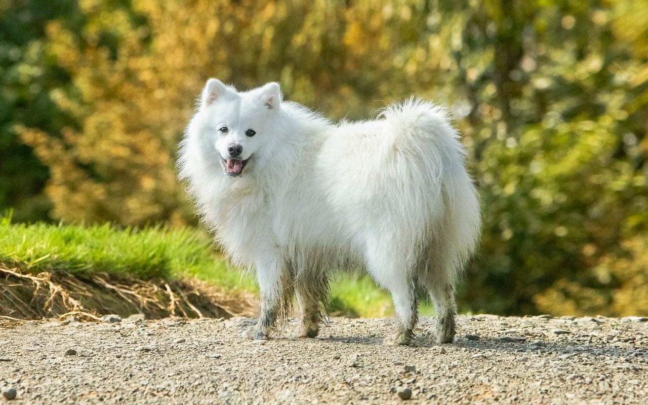 Der Japan-Spitz besitzt ein dichtes weisses Fell, einen plüschigen Schwanz und charakteristische dreieckige Ohren.