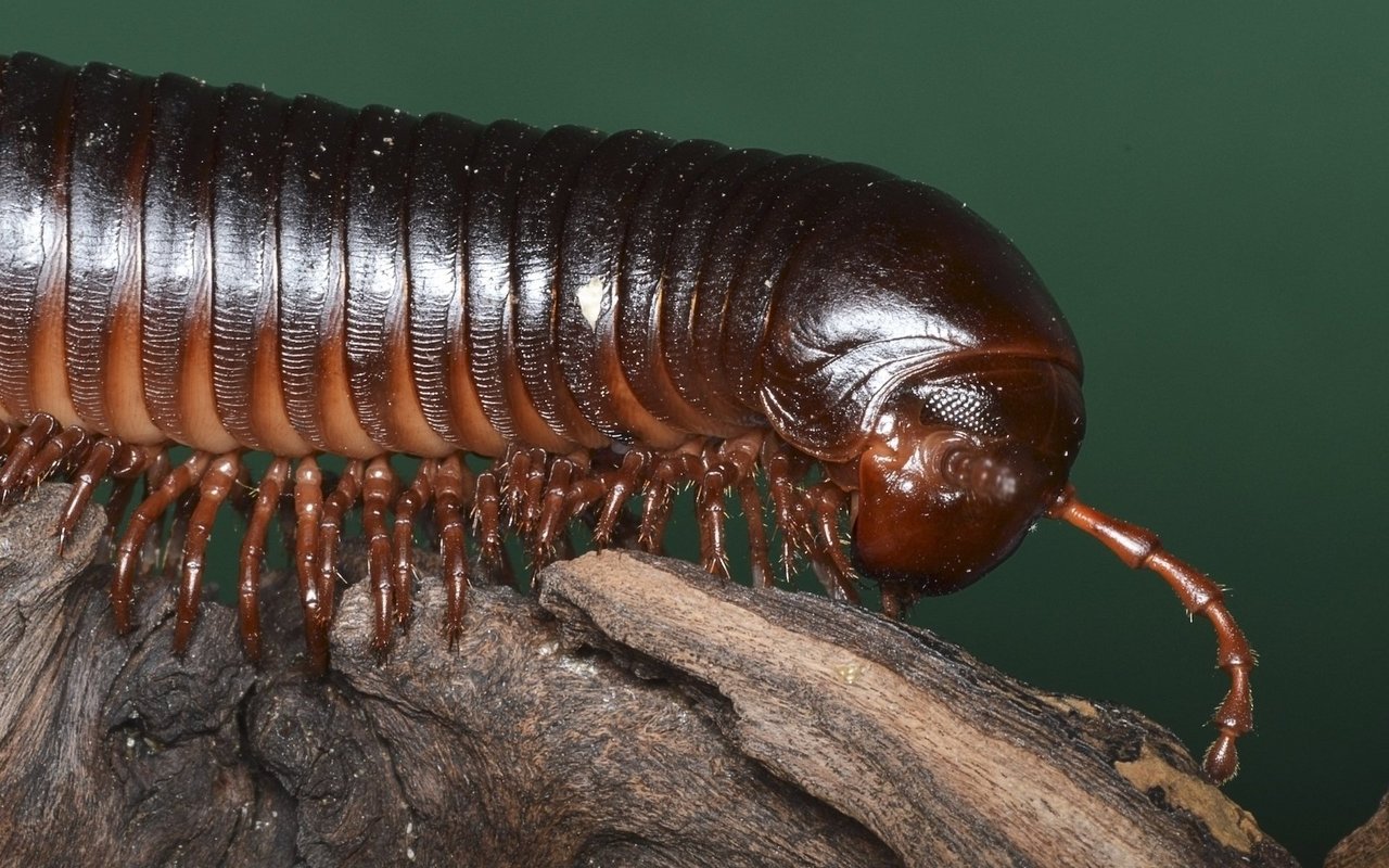 Afrikanische Riesentausendfüsser sind äusserst spannende und friedliche Terrarienbewohner. 