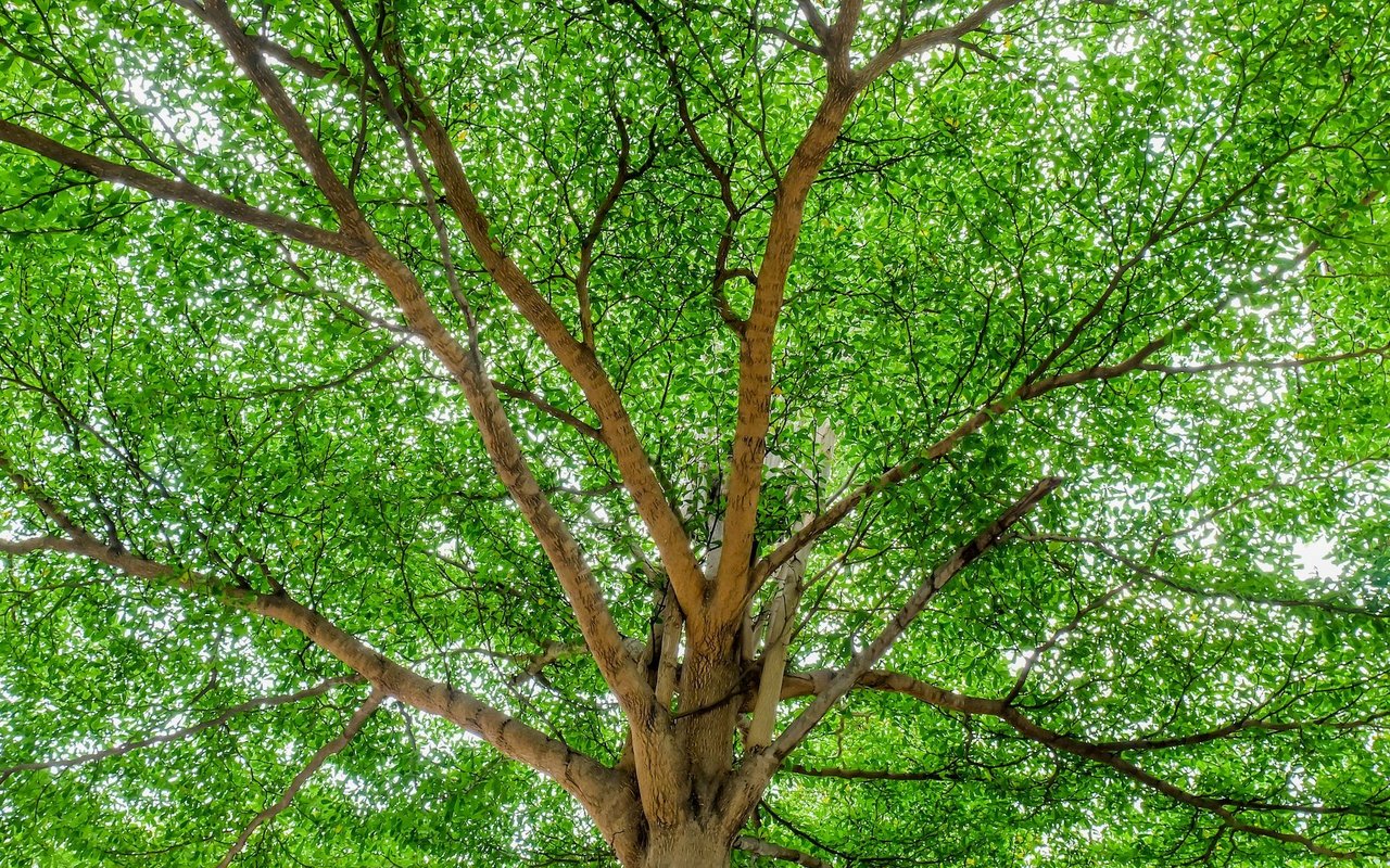 Ein Baum mit vielen Ästen. 