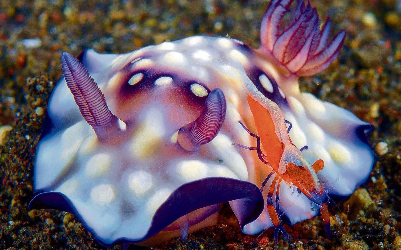 Die Schnecke mit dem ungewöhnlichen Namen Bus Stop Chromodoris.